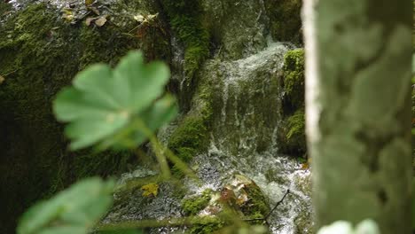 small mountain river forest waterfall