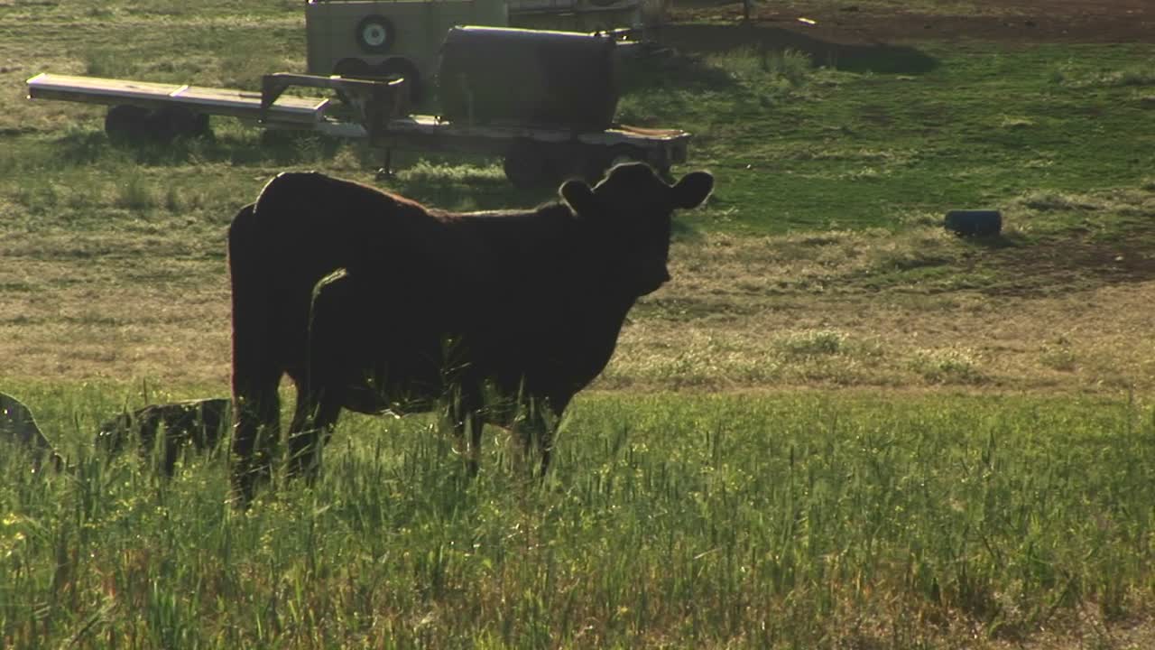 Mezza figura di una mucca nera in un pascolo in un ranch dello Utah.