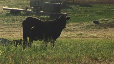 medium shot of a black cow in a pasture on a utah ranch