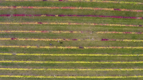 Couple-with-a-dog-walking-in-rows-of-grapevine-in-autumn,-overhead