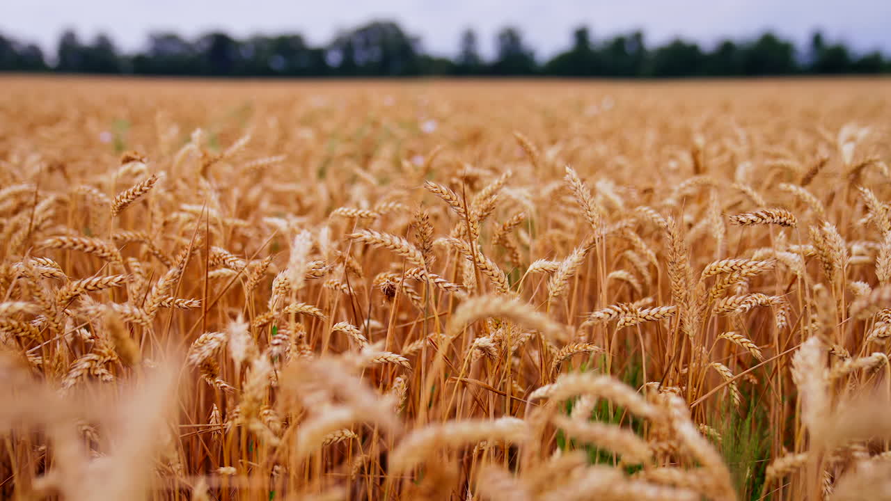 Yellow summer ripe wheat cereal field. Agricultural farming harvesting.