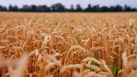 yellow summer ripe wheat cereal field. agricultural farming harvesting.