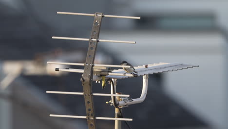 Tit-Japonés-Posado-En-La-Antena-De-La-Casa-Durante-El-Día-En-Tokio,-Japón