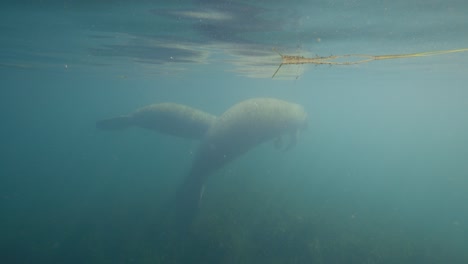 Two-manatees-floating-on-water-surface-profile-silhouette-shot