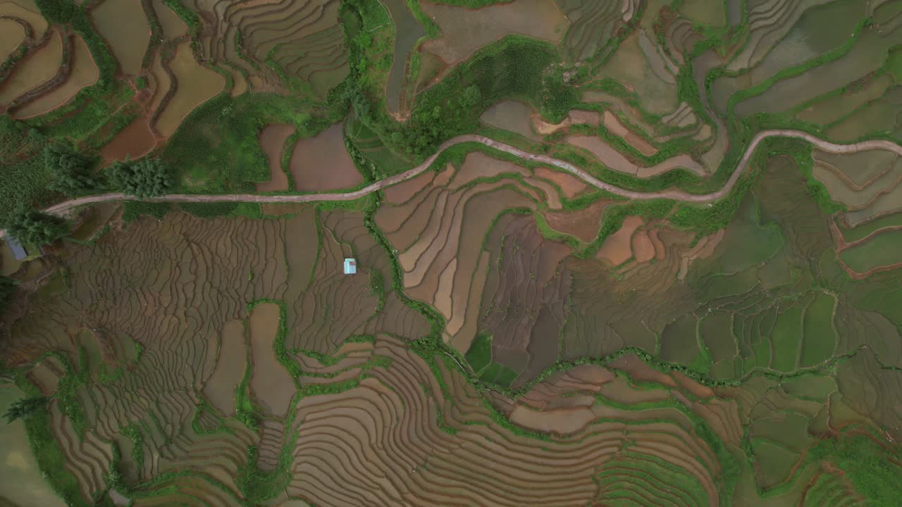 Aerial View of Lush Terraced Rice Fields