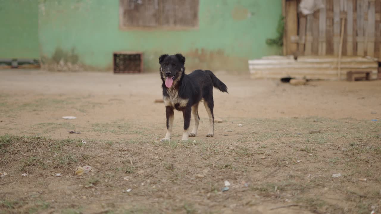 Dog in a rural area