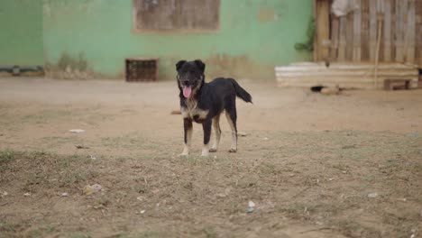 dog in a rural area