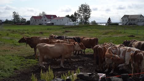 slow-motion cows herded together on an icelandic farm.