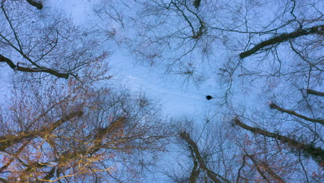 lonely man walking on a winter park with trees and footpath covered with snow - aerial top down