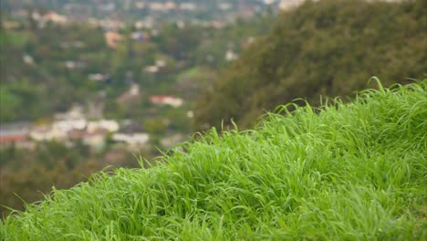 blades of grass sit on a hillside with a green city scape in the background