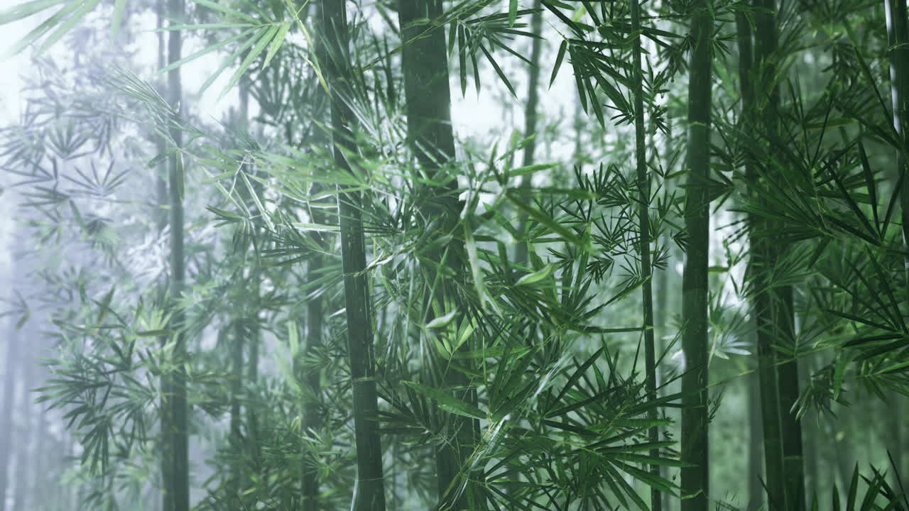 Lush bamboo forest with thick greenery and soft mist in early morning light