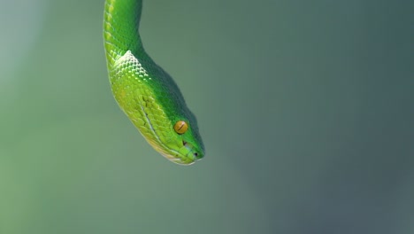 The-White-lipped-Pit-Viper-is-a-venomous-pit-viper-endemic-to-Southeast-Asia-and-is-often-found-during-the-night-waiting-on-a-branch-or-limb-of-a-tree-near-a-body-of-water-with-plenty-of-food-items