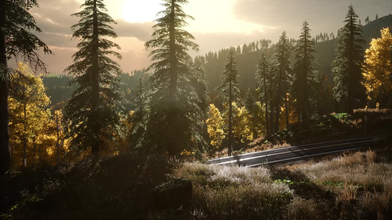 해가 뜨는 태양빛 아래의 숲