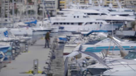 tiro medio de mano de una gaviota en una barandilla en el puerto deportivo de mónaco y luego vuela sobre los barcos