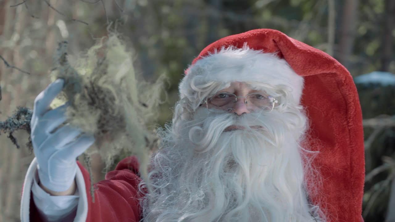 산타는 겨울에 소나무 가지에서 이끼를 수집합니다