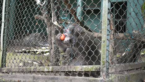 Affe-Isst-Einen-Apfel-Im-Zoo-In-Sri-Lanka