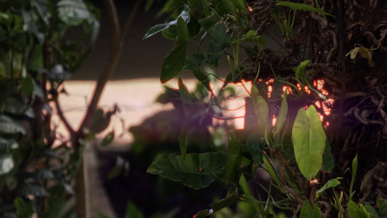 Close-up of Lush Green Plants with Backlighting