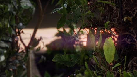 close-up of lush green plants with backlighting