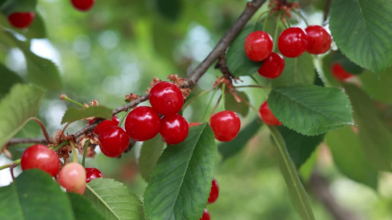 가지에 있는 체리