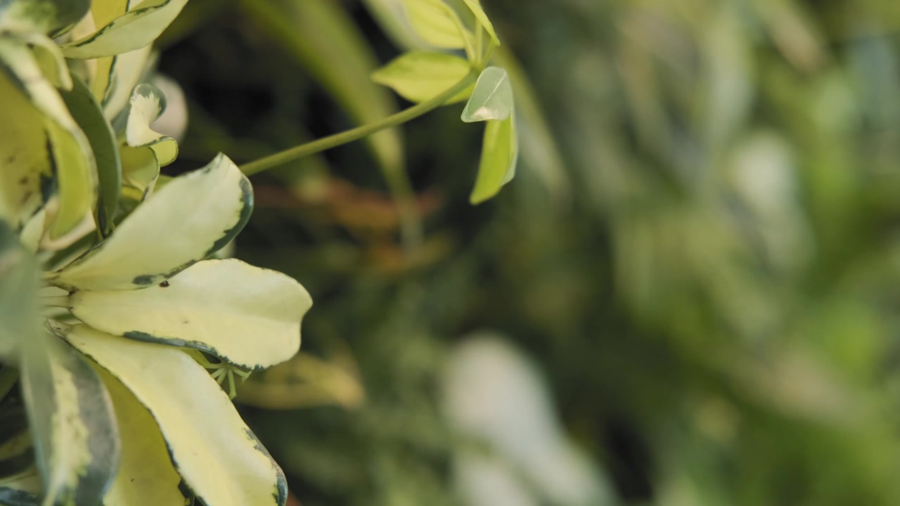 Lenta carrellata all'indietro di una lussureggiante pianta verde, rossa e gialla che si ferma su uno splendido fiore bianco