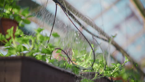 close-up of watering ornamental flower seedlings