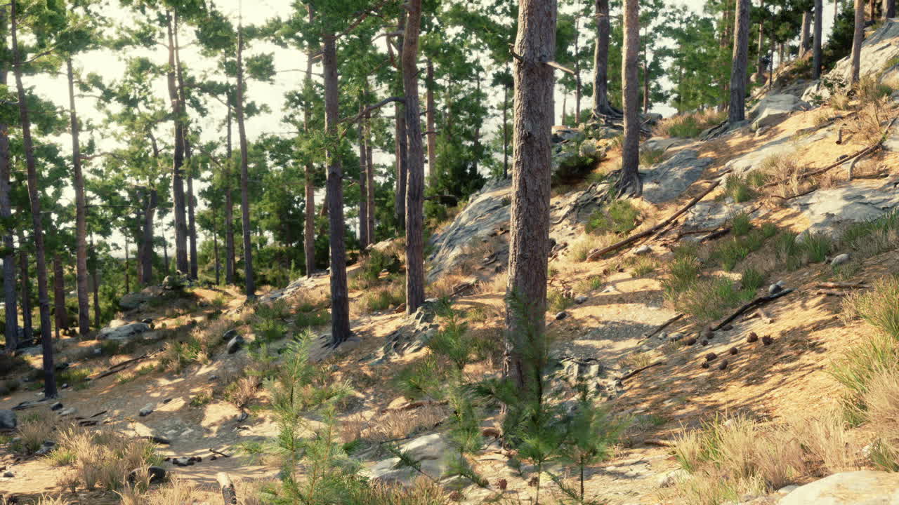 Sunlit forest trail with rocky terrain and tall pine trees in the afternoon