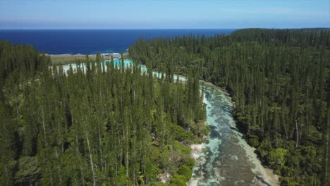 Flyover-above-narrow-channel-running-through-columnar-pine-tree-forest-to-the-natural-pool-of-Oro