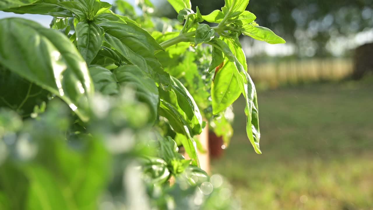 albahaca fresca natural de cerca creciendo bajo el sol en el jardín de la granja orgánica