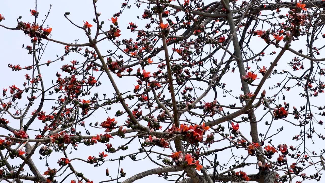 연한 하늘을 배경으로 가지에 은 꽃이