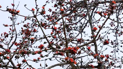 flores rojas en las ramas contra un cielo pálido