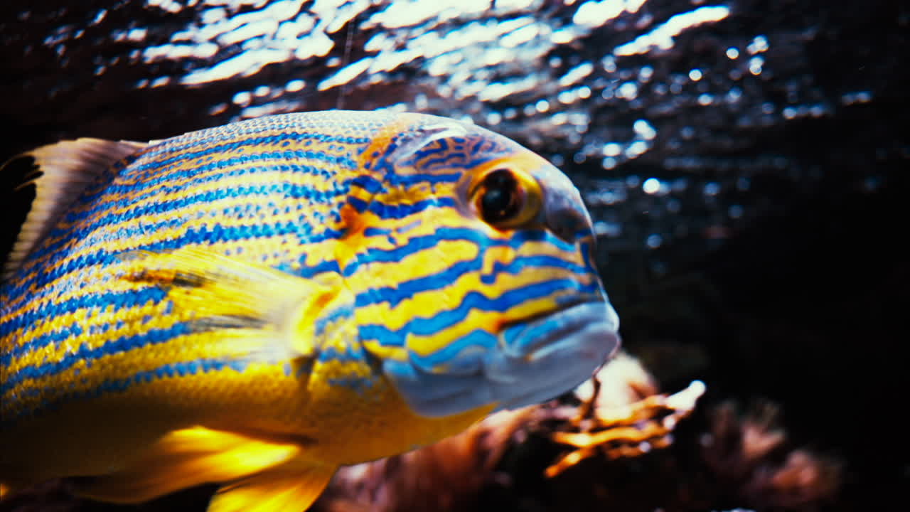 Close up of a sailfin snapper fish swimming near coral reefs