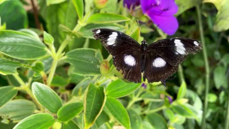 Mariposa-En-Hoja-Verde-Junto-A-Flor-Rosa