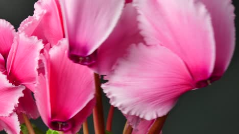 blooming cyclamen. rotating movement. close-up