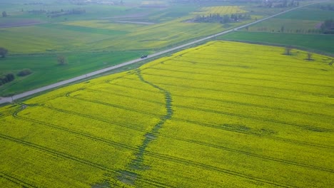 Sobrevuelo-Aéreo-Floreciente-Campo-De-Colza,-Volando-Sobre-Flores-Amarillas-De-Canola,-Idílico-Paisaje-Granjero,-Hermoso-Fondo-Natural,-Soleado-Día-De-Primavera,-Alto-Tiro-De-Drones-Avanzando