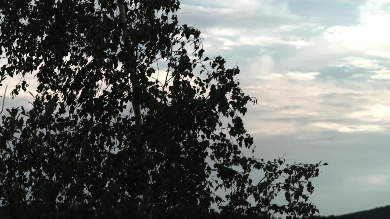 Silhouette of a birch tree against a cloudy sky