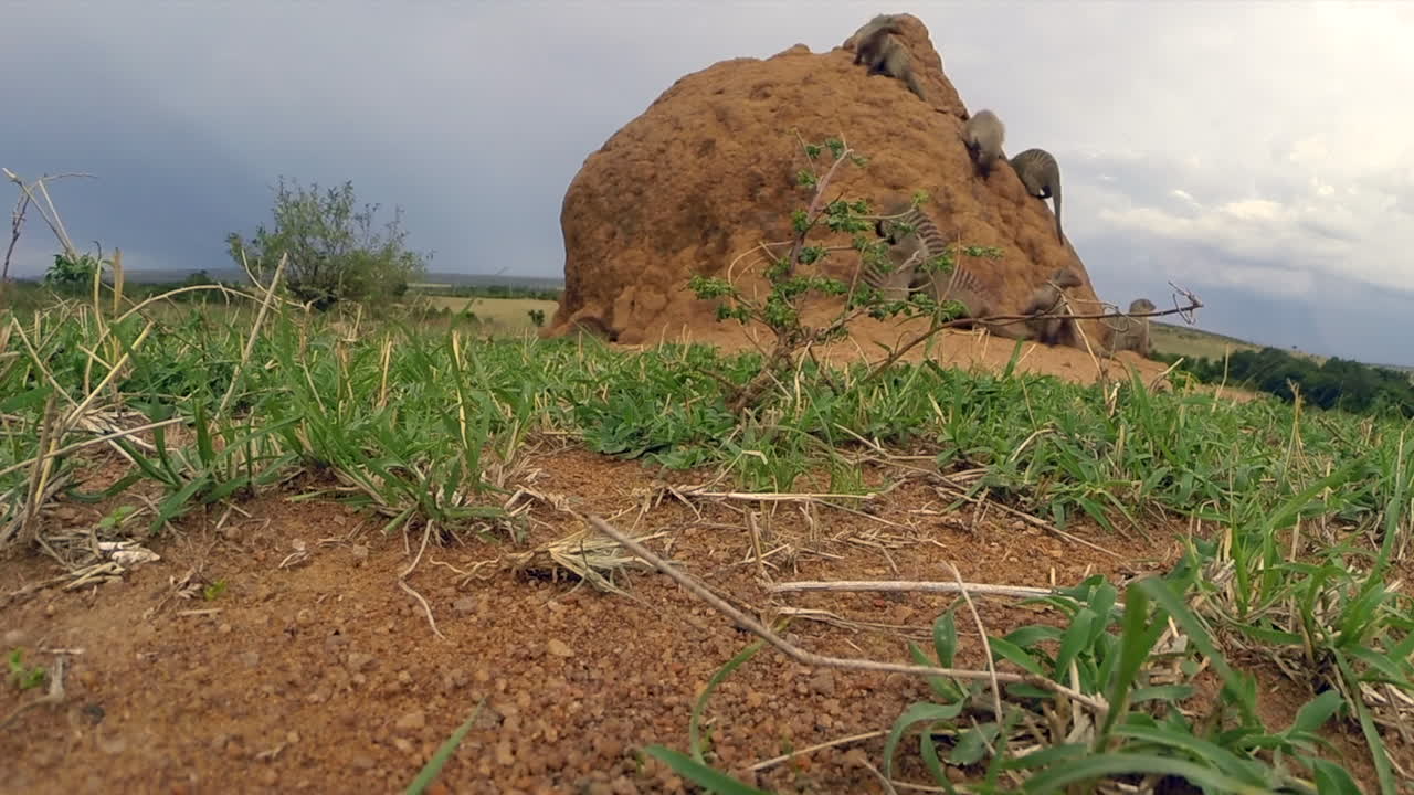 A Family Of Mongoose Around A Burrow Guarding And Going Away In The Masai Mara, Kenya - Fast Track Shot