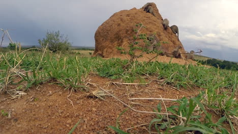 a family of mongoose around a burrow guarding and going away in the masai mara, kenya - fast track shot