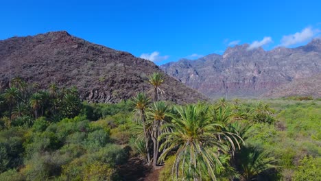 Strafe-Aerial-Past-Palm-Trees-to-Reveal-Detailed-High-Desert-Mountain-Landscape