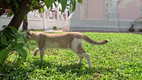 a cat walks leisurely across a green lawn