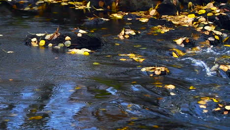 Krähe-Fängt-Eine-Bachforelle-Aus-Einem-Fluss,-Bekam-Angst,-Wenn-Die-Forelle-Tritt-Und-Dann-Den-Fisch-Fallen-Lässt