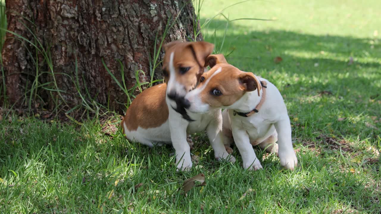 Alert Jack Russell puppies play fight over leaf on the green grass in autumn
