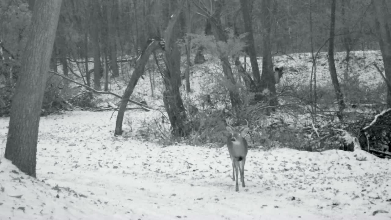 Cervo dalla coda bianca maschio con palchi che cammina su un sentiero innevato nel bosco