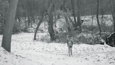 whitetail deer buck with antlers walking on a snow covered game trail in the woods