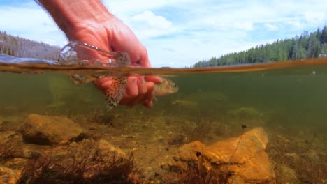 liberando una trucha asesina en un lago alpino