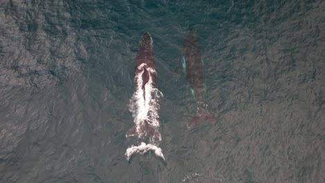 two humpback whales swimming and surfacing side by side in the ocean. aerial shot