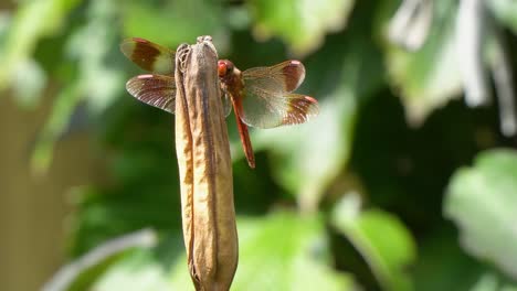 Firecracker-Skimmer-Red-Dragonfly-Perched-on-Rot-Dry-Plant-Raised-Up-His-Tail-and-Take-Wing-but-then-comes-back,-close-up-Korea