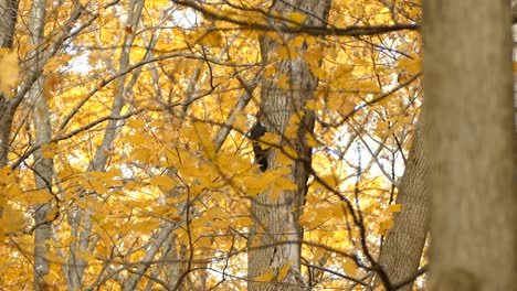 El-Bosque-De-Otoño-Amarillo-Brillante-Es-El-Hogar-Del-Gran-Pájaro-Carpintero-De-Canadá