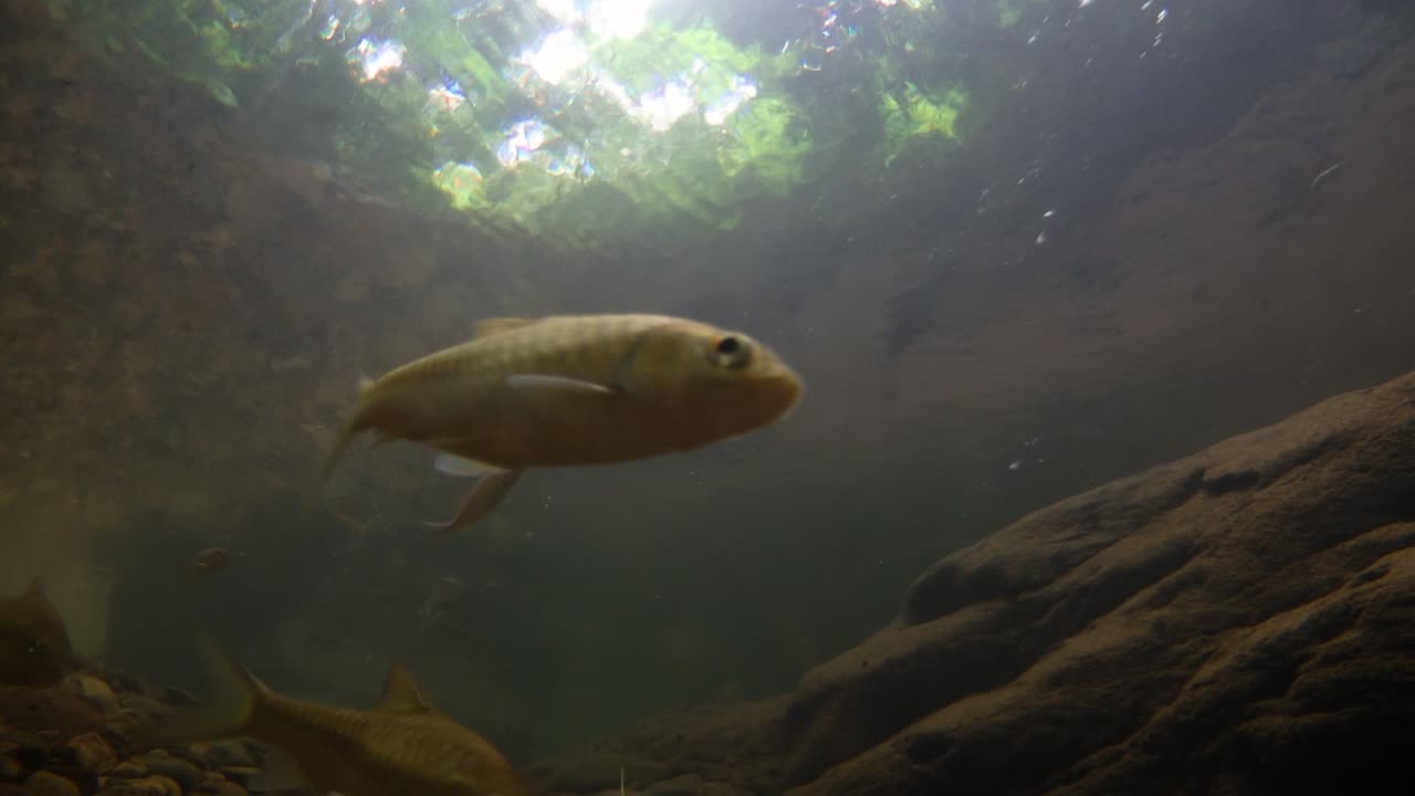 kaeng krachan 국립 공원은 많은 환상적인 야생 동물의 서식지이며 개울은 동물이 마시고 물고기가 헤엄칠 수 있는 신선한 물의 생명원입니다.
