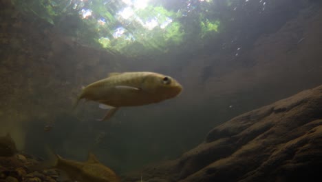 el parque nacional kaeng krachan es el hogar de muchos animales salvajes fantásticos y los arroyos son una fuente de vida de agua dulce para que los animales beban y los peces naden.