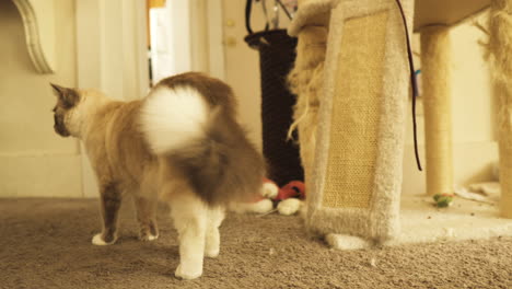 seal point siamese domestic cat wags tail next to scratching post, medium shot